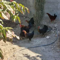 فروش ده عددمرغ محلی جوان و تخم گذار