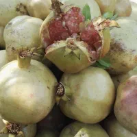 انارشیرین