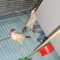 جفت فنچ شکلاتی مولد با ۲جوجه|پرنده|تهران, دروازه شمیران|دیوار