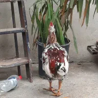 خوروس|حیوانات مزرعه|تهران, شهرک زینبیه|دیوار