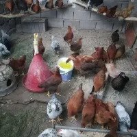 جوجه گلپایگانی