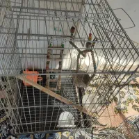 سه عدد قفس پرنده