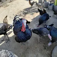 بوقلمون محلی