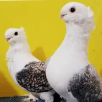 معاوضه کفتر معمولی با زینتی