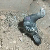 کبوتر|پرنده|قائن, |دیوار