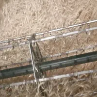 گندم بذر دیم