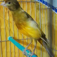 ۳عدد قناری مست|پرنده|بروجرد, |دیوار