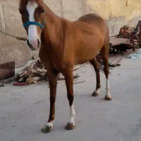 مادیان کرد|اسب و تجهیزات اسبسواری|سیرجان, |دیوار