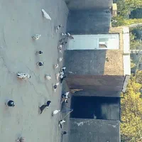 کبوتر کفتر|پرنده|میانه, |دیوار