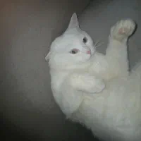 واگذاری گربه اسکاتیش نر