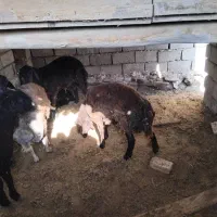 بره نر ۸عدد|حیوانات مزرعه|شاهرود, |دیوار