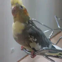 عروس هلندی مولد فوق دستی با قفس و لوازم