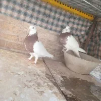 کبوترطوقی مهر  ۳جفت|پرنده|سمنان, |دیوار
