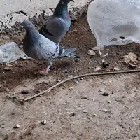 کبوتر پلاکی ابلغ و بنک وسبز