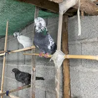 کبوتر پرشی گیلان
