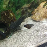 دو عدد ماهی گورامی و کت خرگوشی|ماهی|خورموج, |دیوار