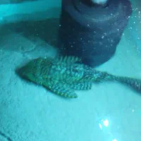 ماهی لجن خار