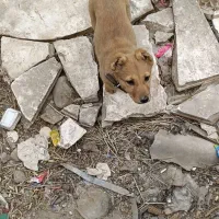 توله سگ|سگ|پاکدشت, پاکدشت (مامازند)|دیوار