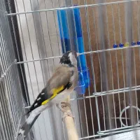 سهره جوجه قفس