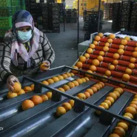 استخدام کارگر خانم در سورتینگ مرکبات با سرویس