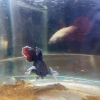 فایتر ماده هافمون|ماهی|تهران, آبشار|دیوار