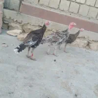 بوق دو نر یک ماده|حیوانات مزرعه|سیوان, |دیوار