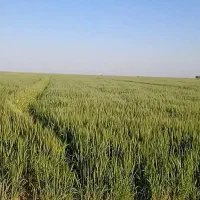 گندم حنطا بذری اوج بوجاری شده|گل و گیاه طبیعی|سوسنگرد, |دیوار