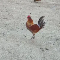 خروس محلی مرغ گیر