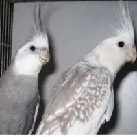 فروش جفت عروس هلندی زیبا