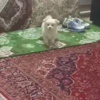 سگ شیتزو|سگ|بناب, |دیوار