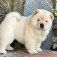 فروش فوری چاوچاو ماده 3 ماهه|سگ|رشت, سعدی (تختی)|دیوار