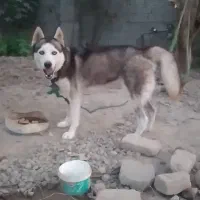 سگ  هاسکی|سگ|گرگان, |دیوار