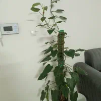 گل طبیعی|گل و گیاه طبیعی|مشهد, رضاشهر|دیوار