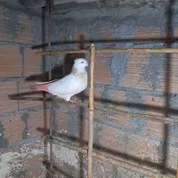 پنج تاماده جوان اماده جفت زدن.یک دانه طوقی زرد|پرنده|گرگان, |دیوار