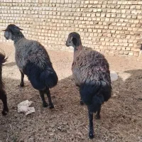 2راس شیشک غزل آبستن