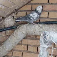 کبوتر پرشی|پرنده|دهاقان, |دیوار