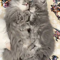 گربه بریتیش