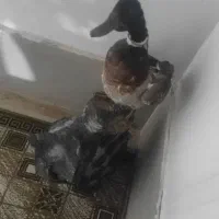 پرنده تزئینی طبیعی