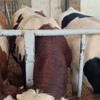 گوساله نر سیمینتال وزن از 450 تا 550|حیوانات مزرعه|تهران, بیبی شهر بانو|دیوار