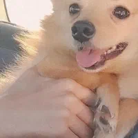 سگ اشپیتز 11ماهه گمشده امروز صبح 25آدر