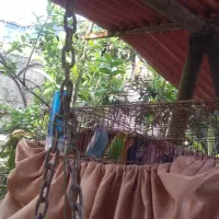 مرغ عشق نر ماده