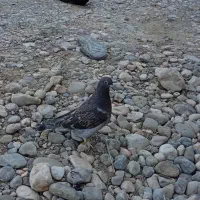 جوجه مکس|پرنده|گرگان, |دیوار