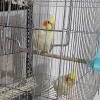 عروس هلندی جوجه بالغ جفت|پرنده|وحیدیه, |دیوار