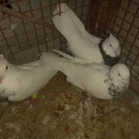 فروش 3عددطوقی نر