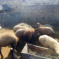 گوسفند میش بره