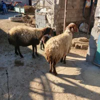 گوسفند میش و بره|حیوانات مزرعه|کرمانشاه, |دیوار