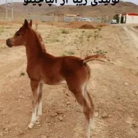 خرید و فروش تخصصی اسب عرب|اسب و تجهیزات اسب‌سواری|اراک, |دیوار