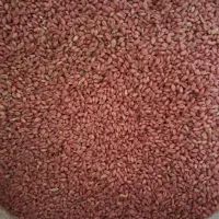 بذر گندم آبی