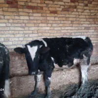 گوساله نر دو رگ اصیل