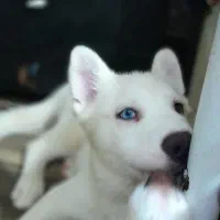 هاسگی سه ماهه|سگ|آستارا, |دیوار